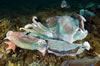 Whyalla Cuttlefish Spawning July 2009