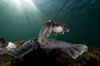 Whyalla Cuttlefish Spawning July 2009