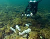 Whyalla Cuttlefish Spawning July 2009