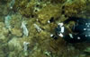 Whyalla Cuttlefish Spawning July 2009