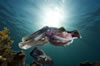 Whyalla Cuttlefish Spawning July 2009