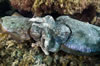 Whyalla Cuttlefish Spawning July 2009