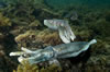 Whyalla Cuttlefish Spawning July 2009