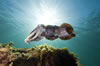 Whyalla Cuttlefish Spawning July 2009