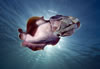 Whyalla Cuttlefish Spawning July 2009