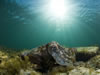 Whyalla Cuttlefish Spawning July 2009
