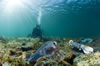 Whyalla Cuttlefish Spawning July 2009