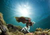 Whyalla Cuttlefish Spawning July 2009
