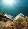 Whyalla Cuttlefish Spawning July 2009