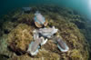 Whyalla Cuttlefish Spawning July 2009
