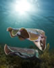 Whyalla Cuttlefish Spawning July 2009
