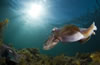 Whyalla Cuttlefish Spawning July 2009