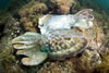 Whyalla Cuttlefish Spawning July 2009