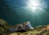 Whyalla Cuttlefish Spawning July 2009
