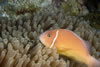 Papua New Guinea