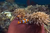 Papua New Guinea