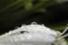 Mount Gambier Australia Day LWE 2008: Playing with my macro lens